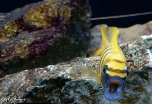 Metriaclima sp. 'zebra gold' Kawanga